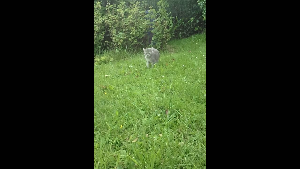 A young cat on a green meadow