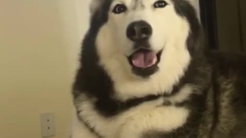 My Husky Speaks PERFECT ENGLISH! (SO CRAZY)