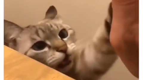 I asked my cat for a high five