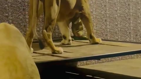 Lions 🦁 🦁 of my friend