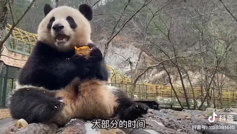 The cute panda