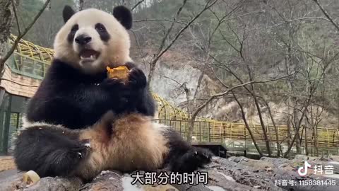 The cute panda