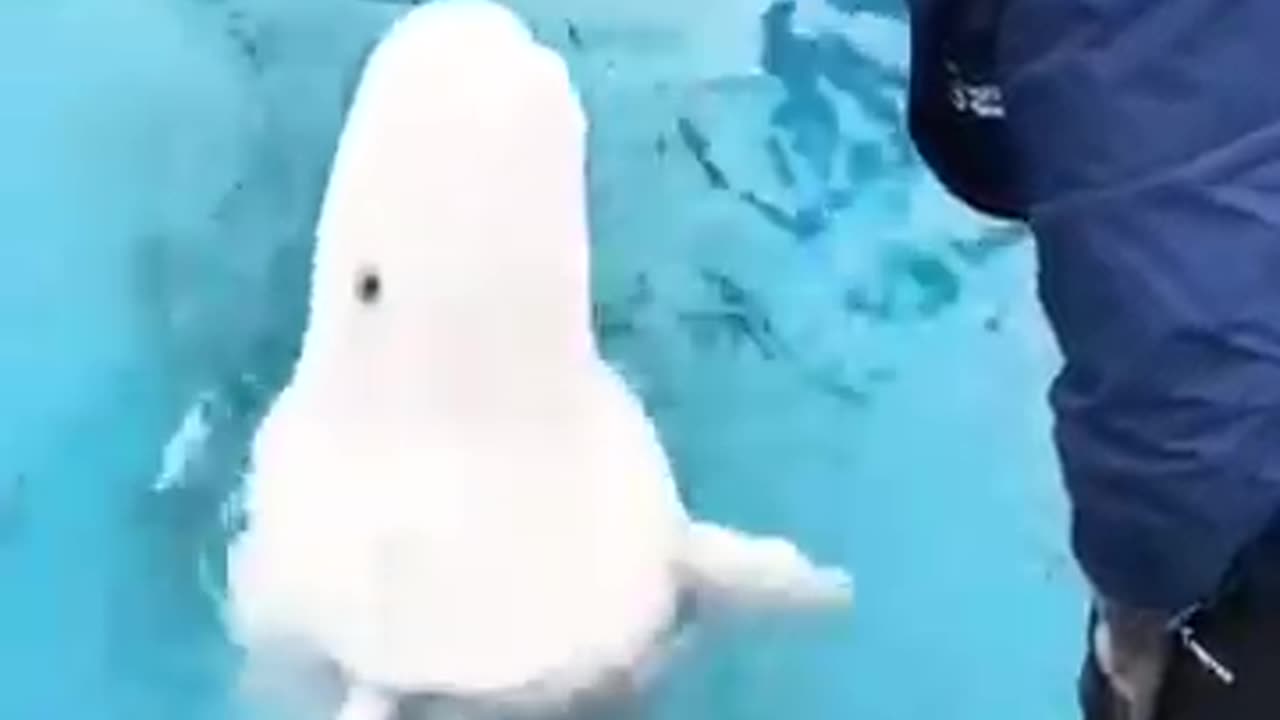 Beluga Whale