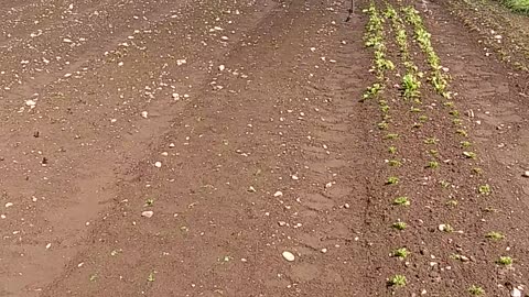 Prepping the Garden