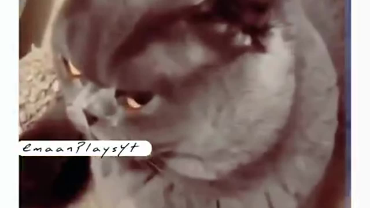 Angry Cat reaction 🐈🐈🐈