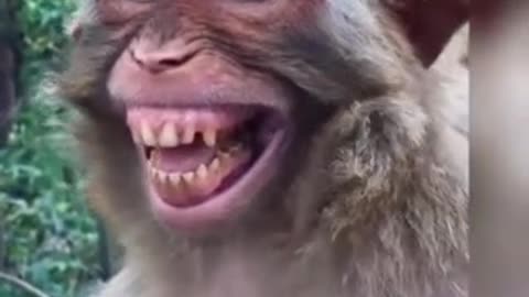 Funny Monkey Video Short