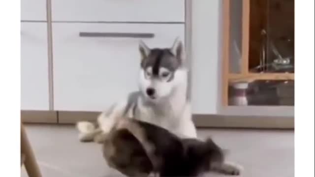 Cat funny video part-87