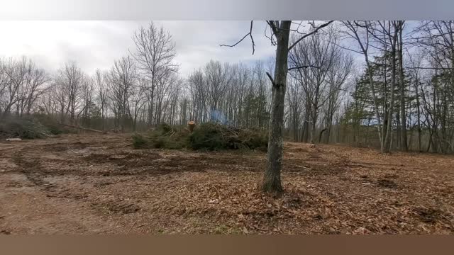 Clearing the house location now. Pushed over a few big trees.