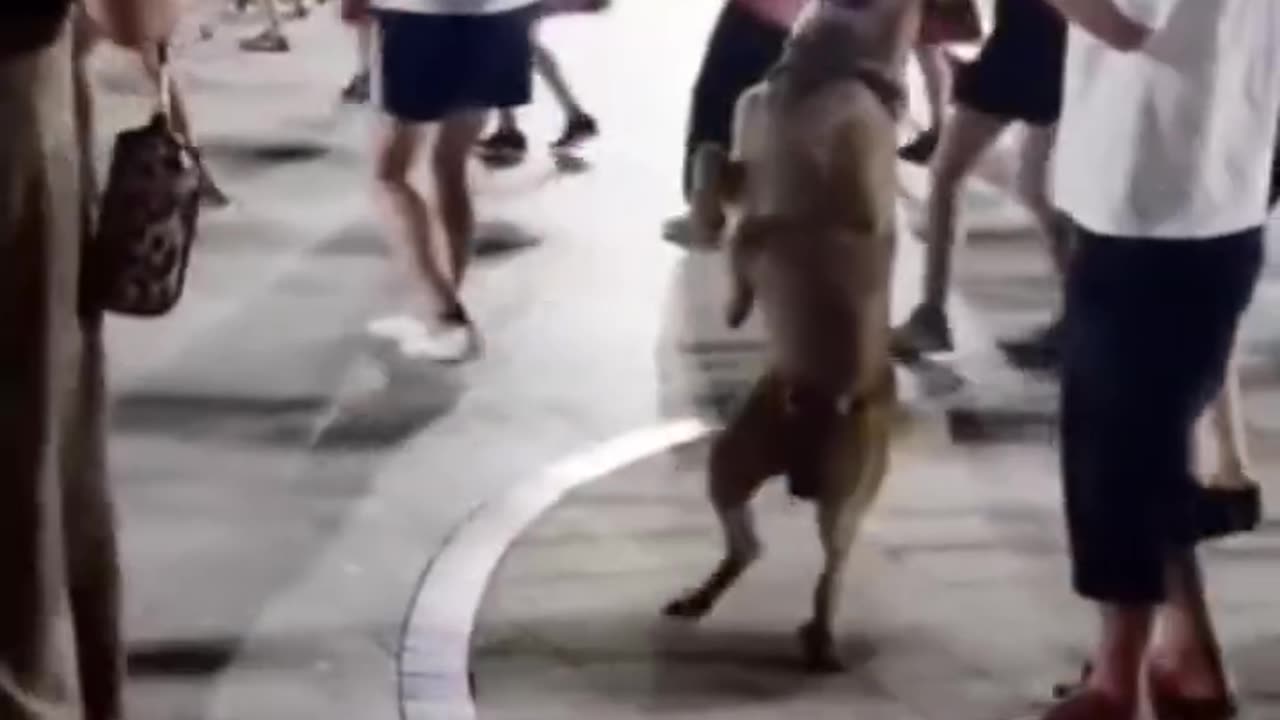 dacing dog