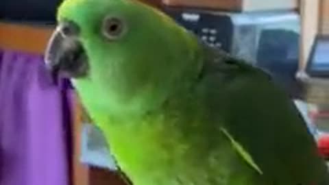 Parrot do'nt want to eat bread.