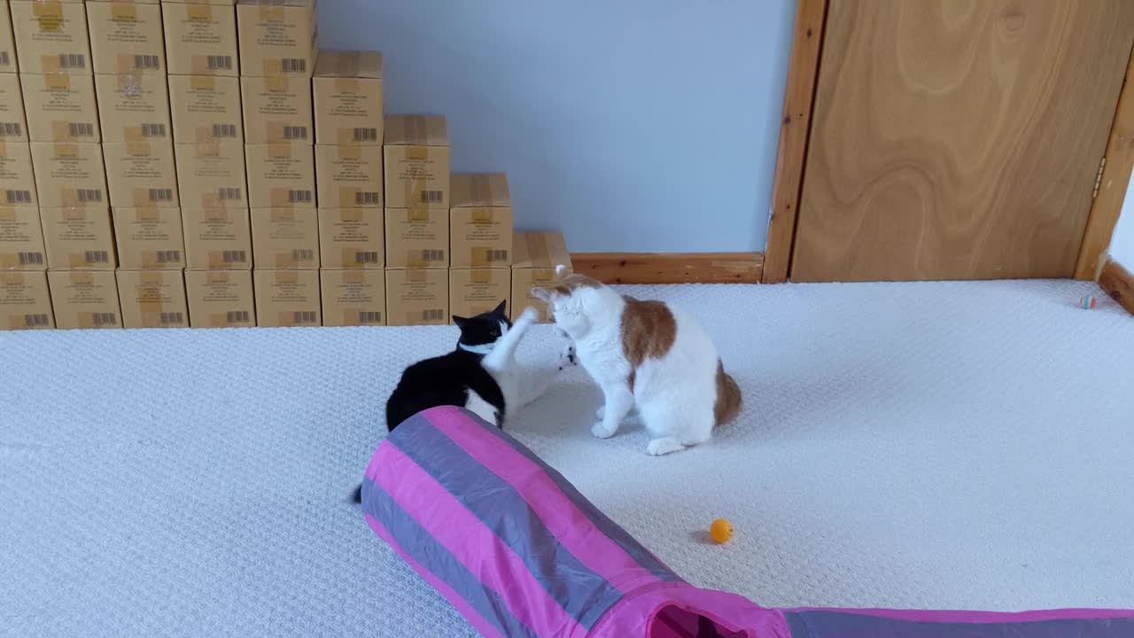 Cat Intimidates Other Cat