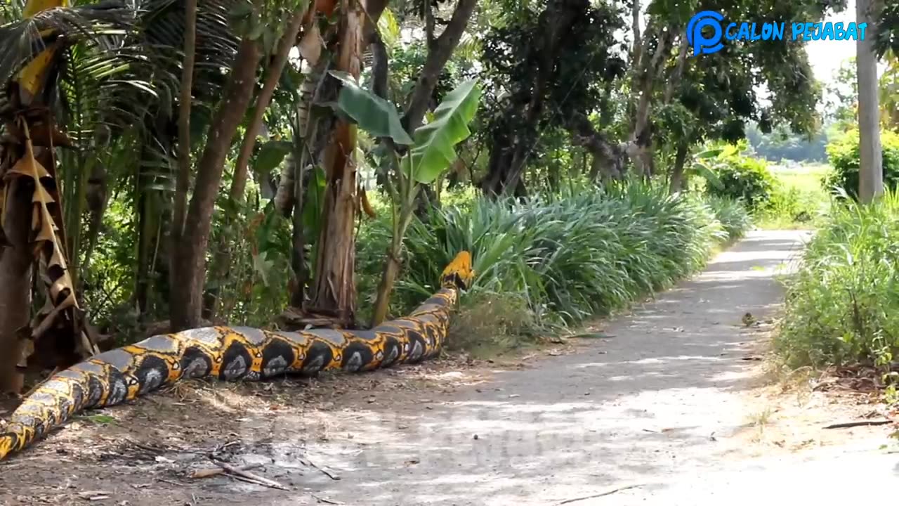 Video Lucu __ Prank Ular Piton Bikin Kocar-kacir __ Asli Bikin Ngakak 🤣🤣