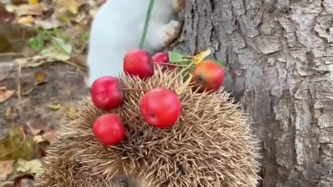 Little bunny is staring at little prick