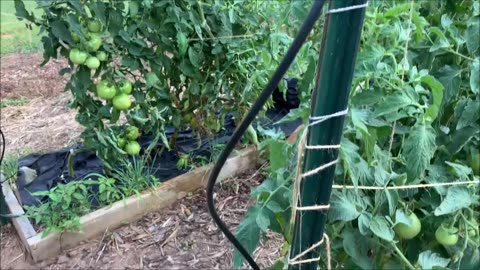 Bucket drip irrigation system. With parts list and how to.