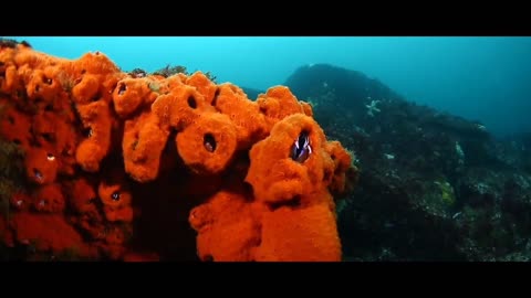 Driving seal underwater animals