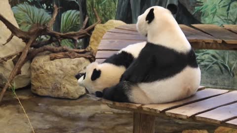 reuzenpandas Wu Wen en Fan Xing