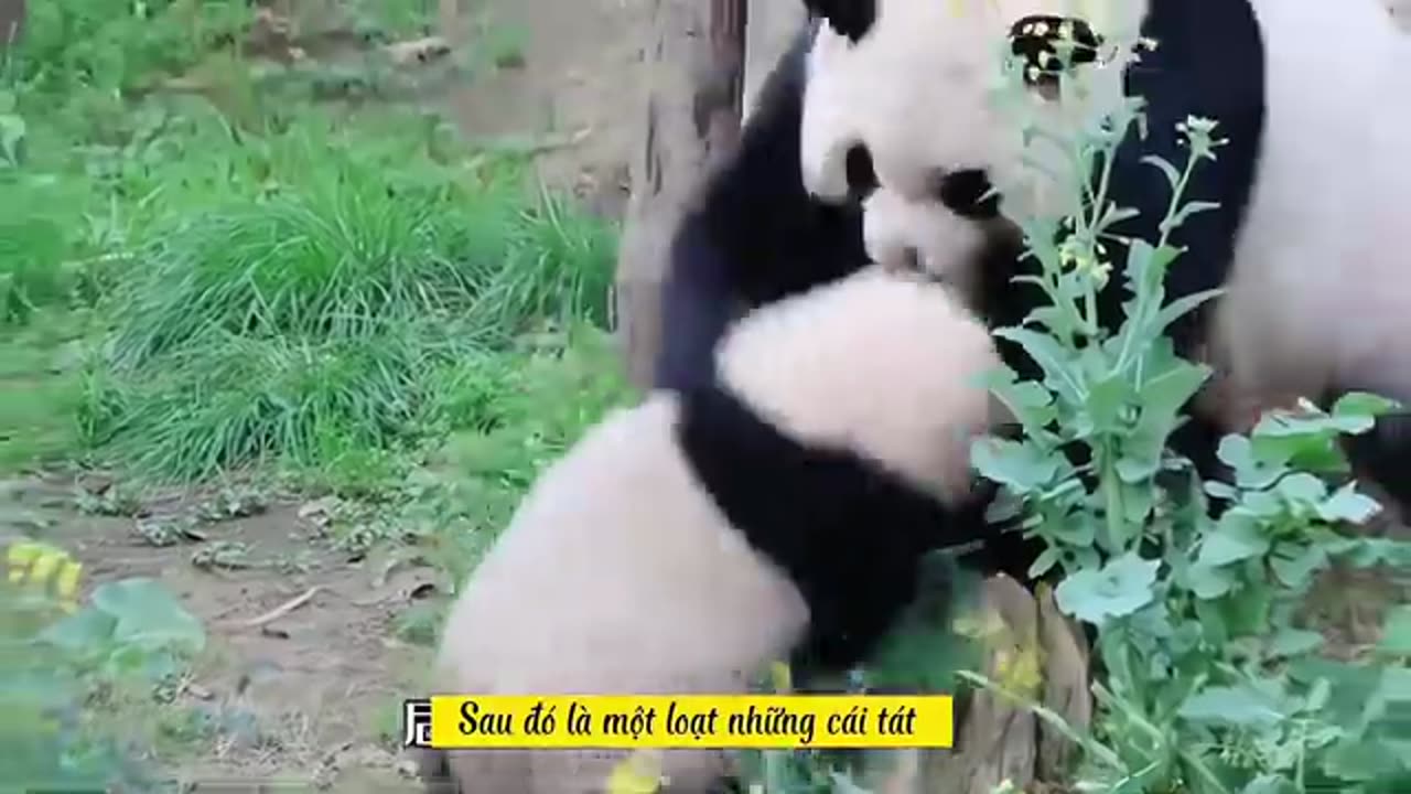 Cute Panda