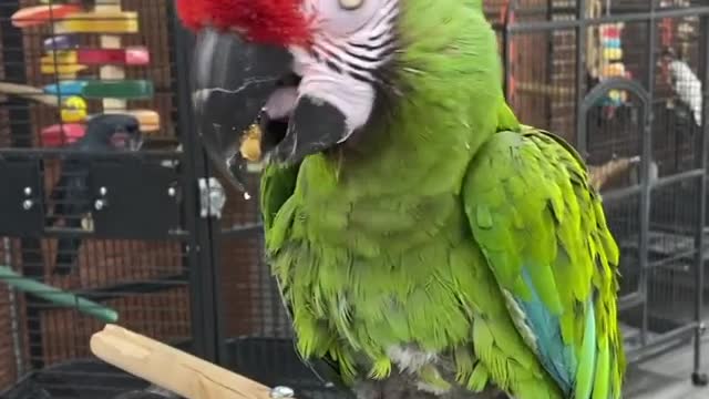 Macaw Tour