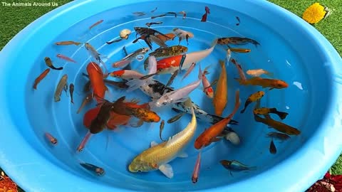 Goldfish Angelfish Guppy Guppies Catfish animals Videos