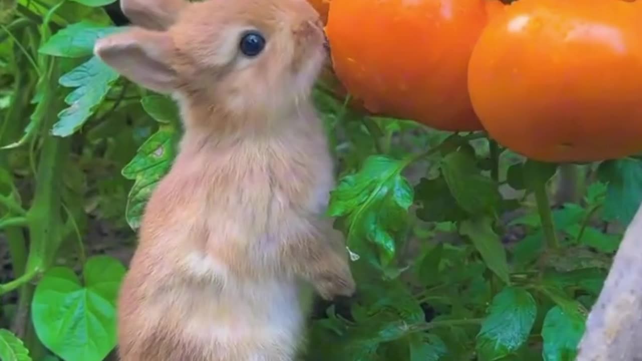 Cutest bunny eating tomato 🍅🍅