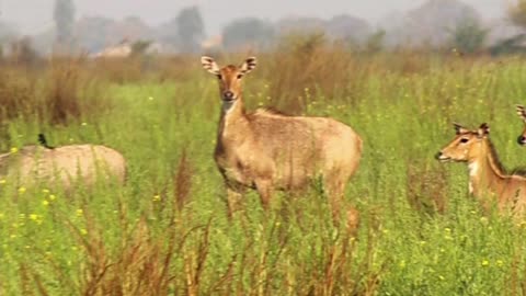 Nilgai