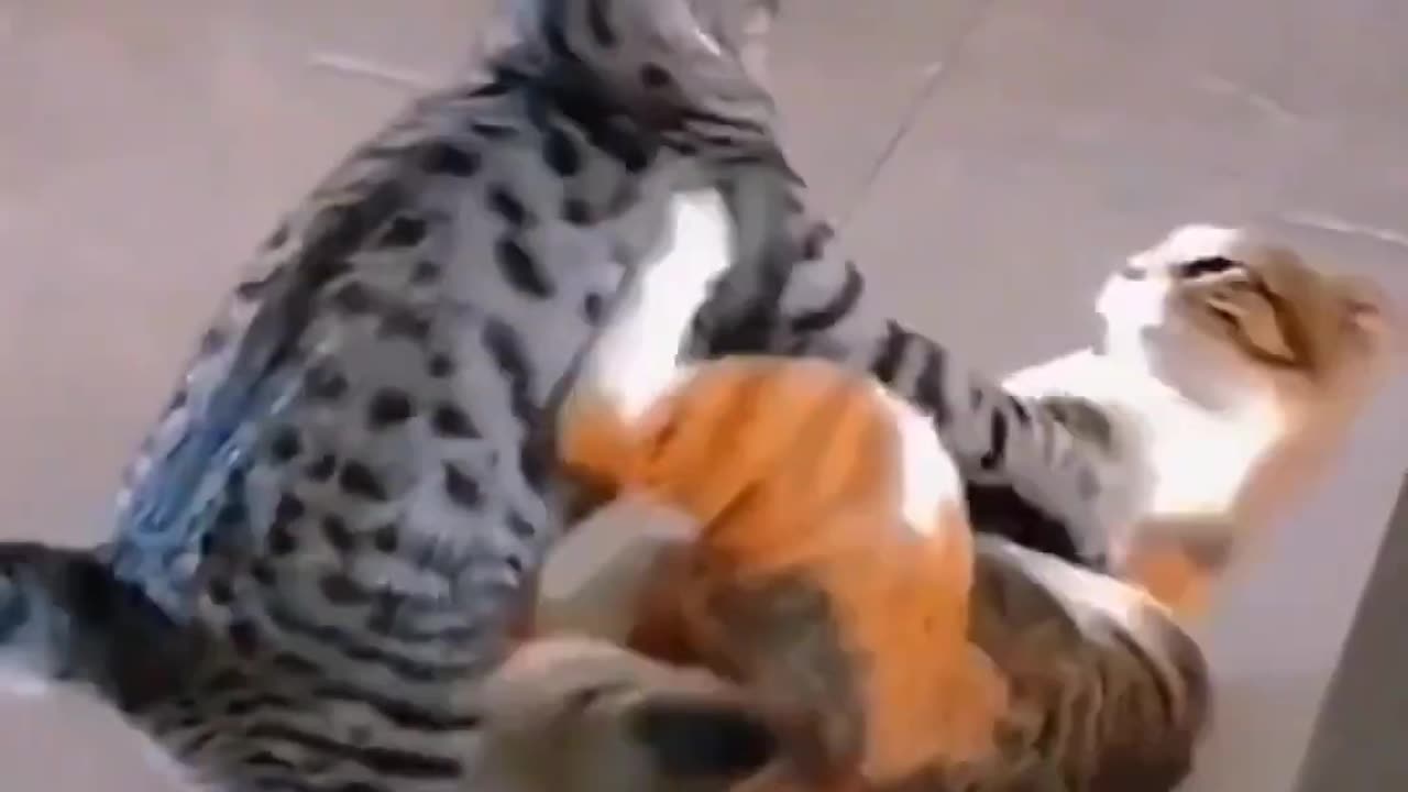 Fight cats excellent video 😍😍😍