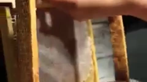 honey pure honey #shorts #youtubeshorts #viral #dryfruits #honey