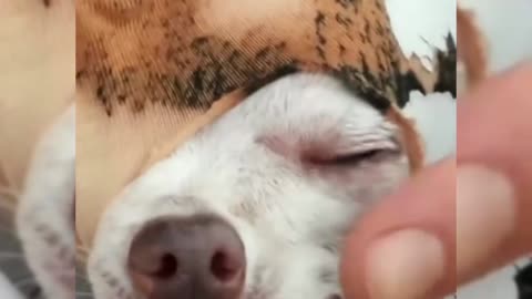 Cute pet funny video