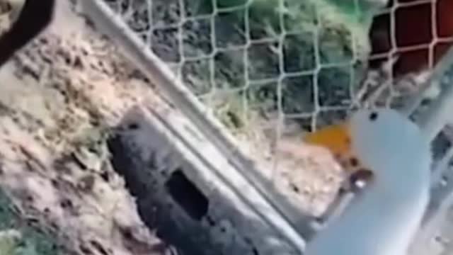 Cute Animals and Funny