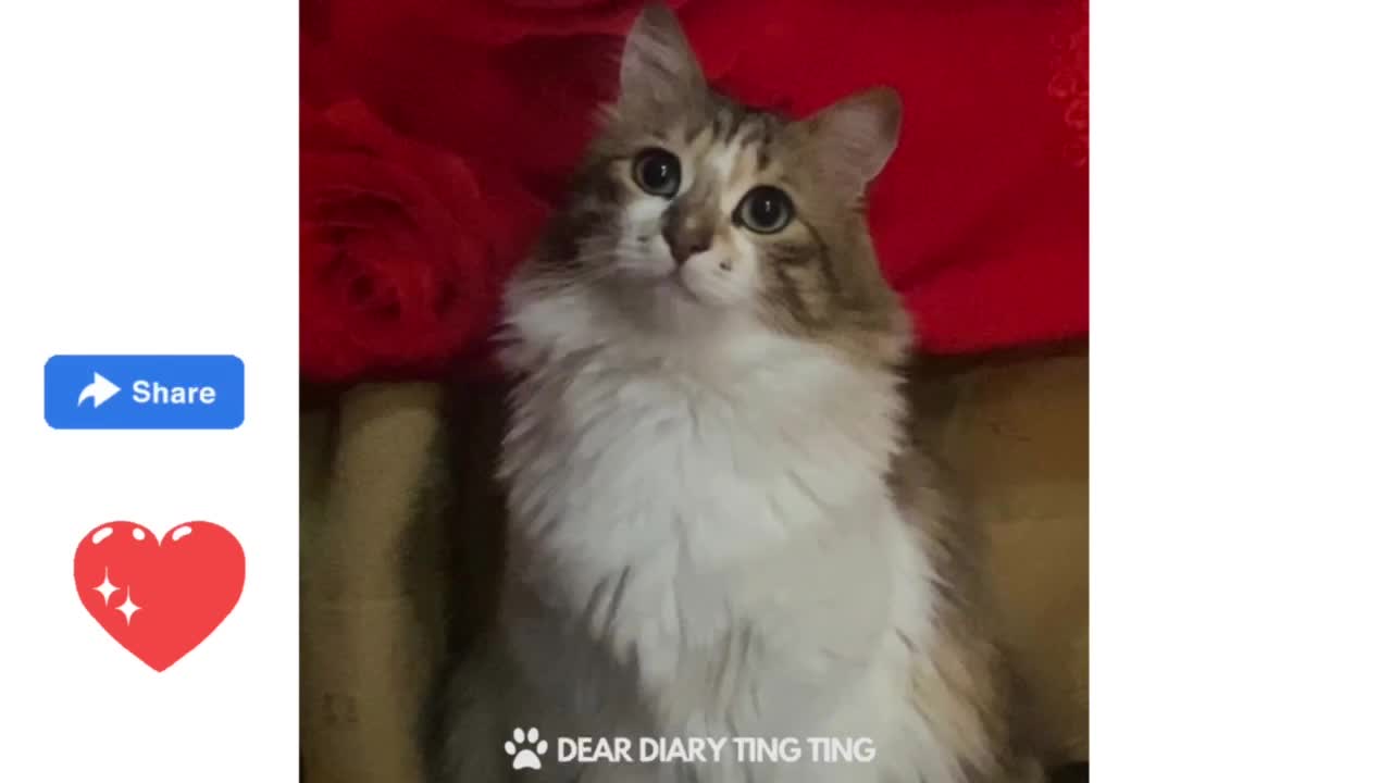 Cat Cuteness | DearDiaryTingTing | Rescued Pets Video