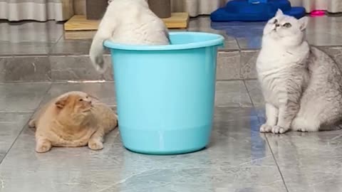 See cat hate