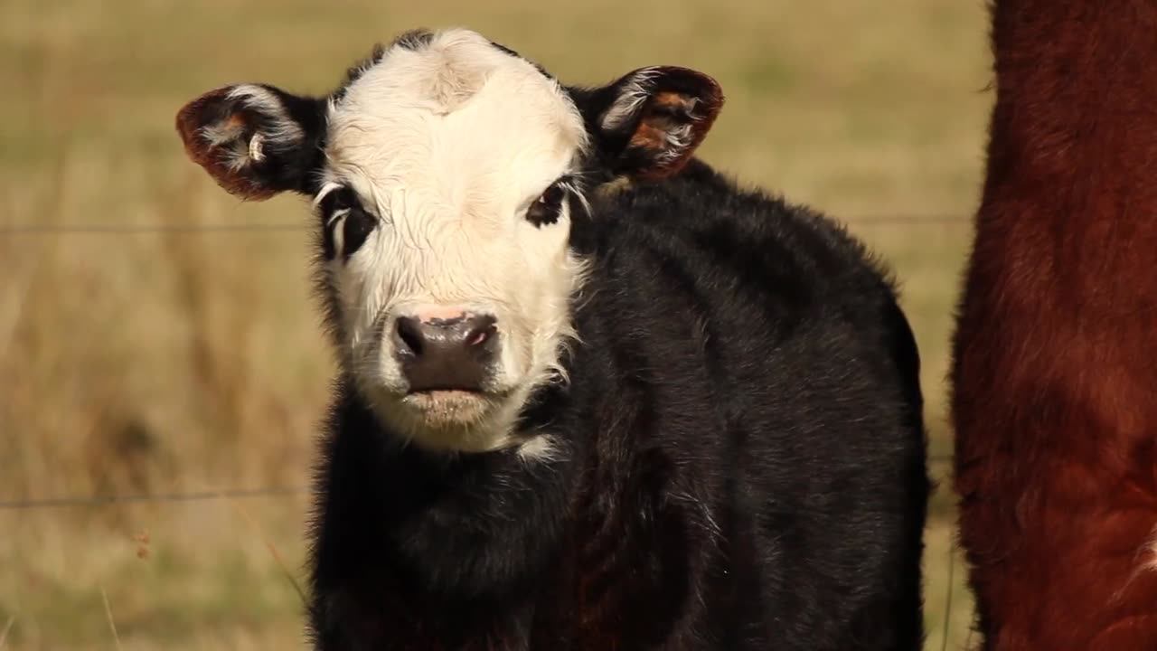 Cow 🐄🐮 baby 🍼 amazing 😍🤩 video