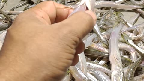 Kakila Fish Live Video In Fish Market#shorts