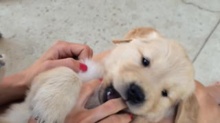 Little Puppy Bites from a Golden Retriever Puppy