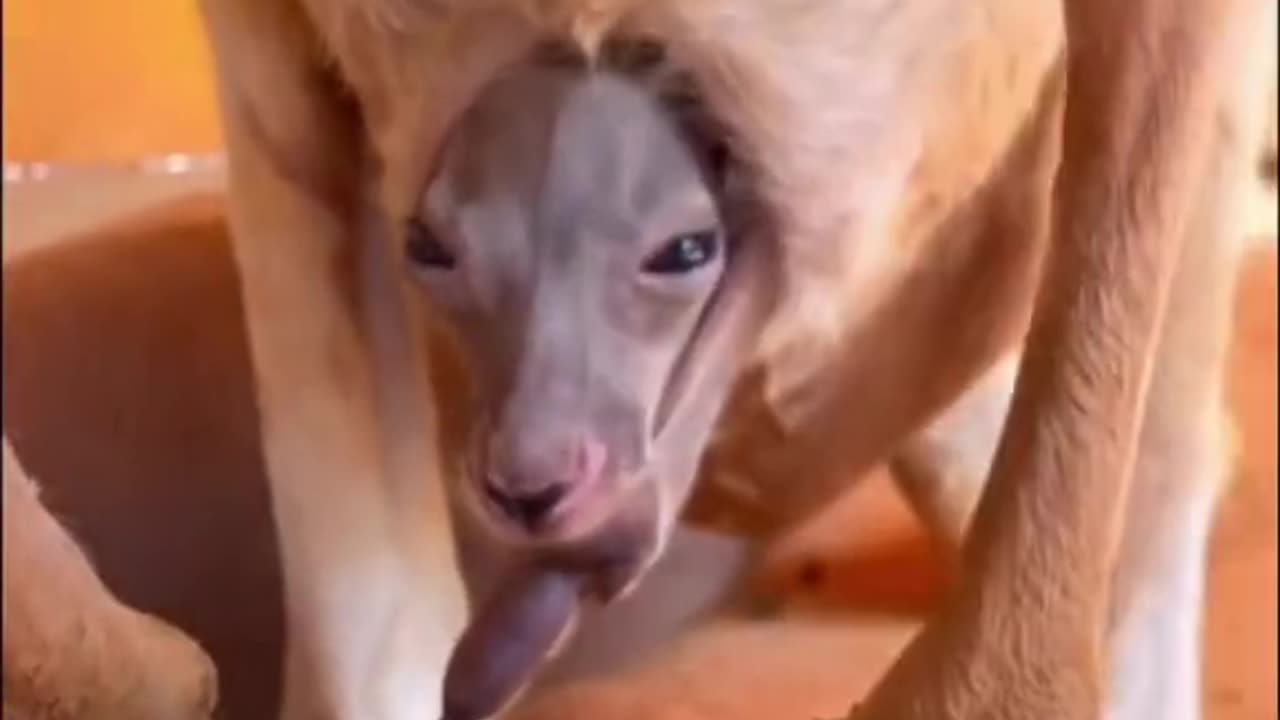 Kangaroos funny moments