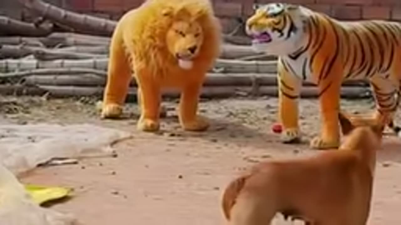 Troll Prank Dog Funny Video