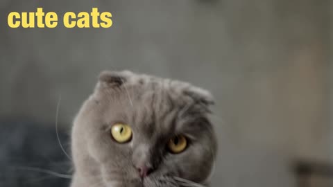fun cat