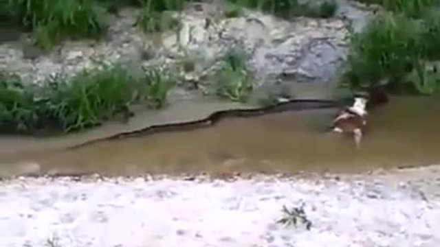 Capybara devoured by an anaconda