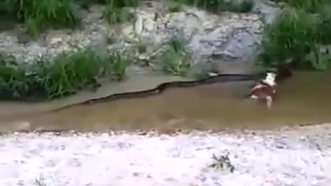 Capybara devoured by an anaconda