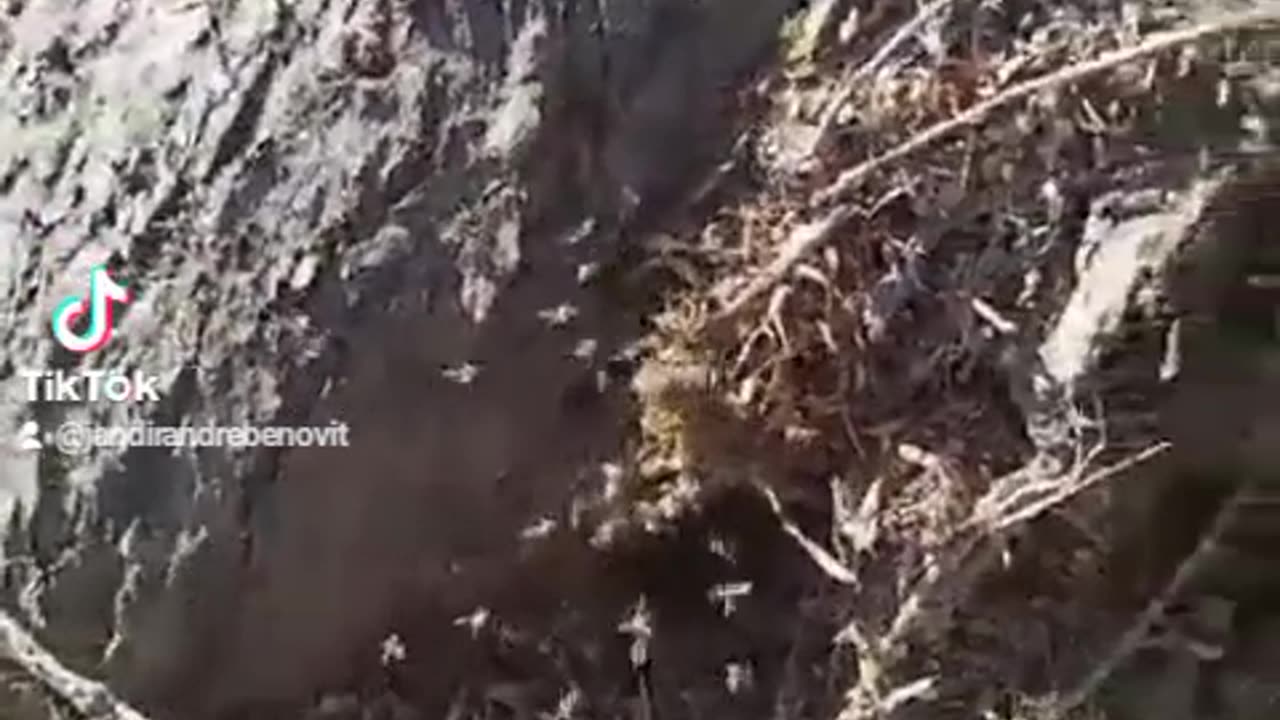 Abelhas 🐝 🐝 🐝 jatai