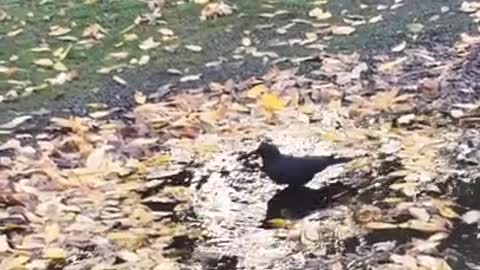 Bathing Crow