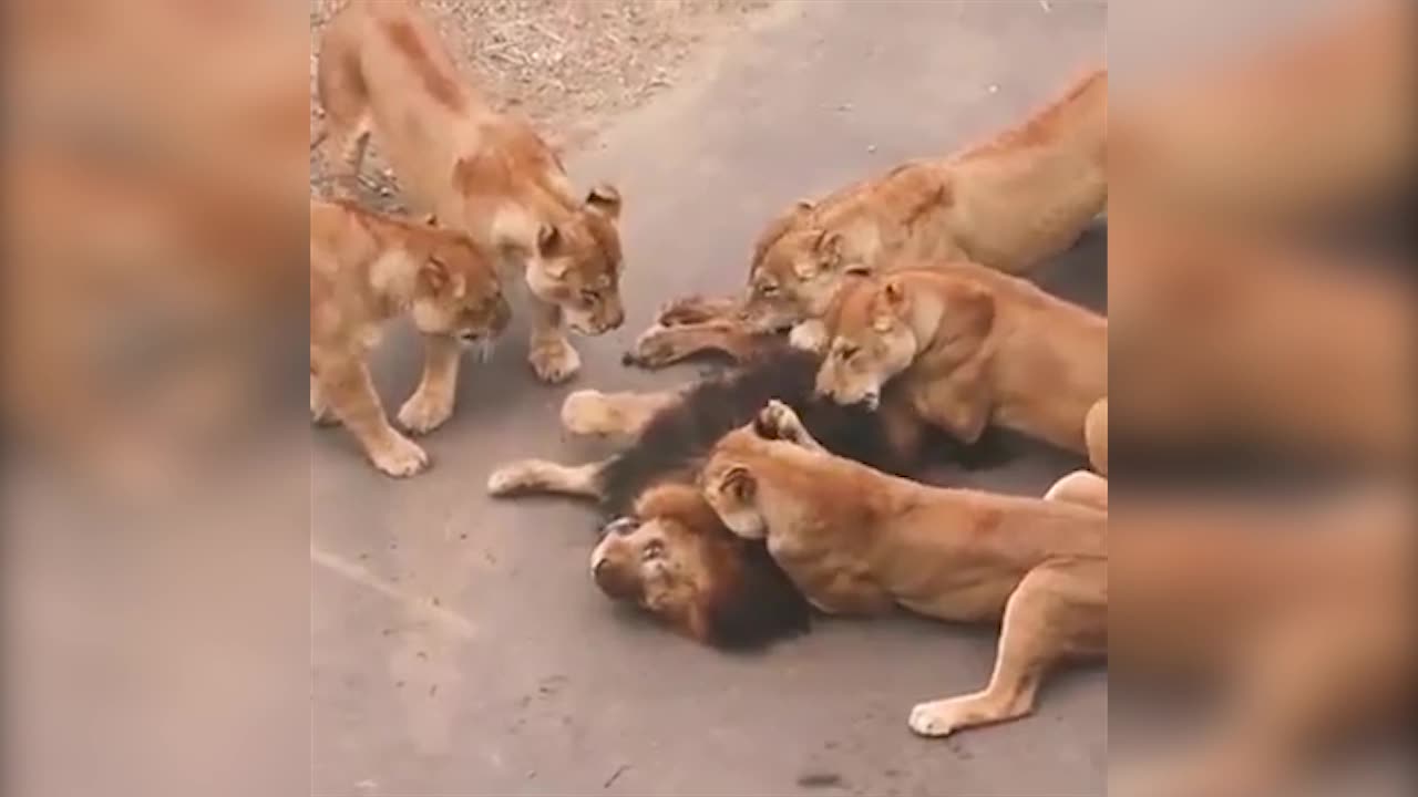 Female Lions Fighting To Male Lion