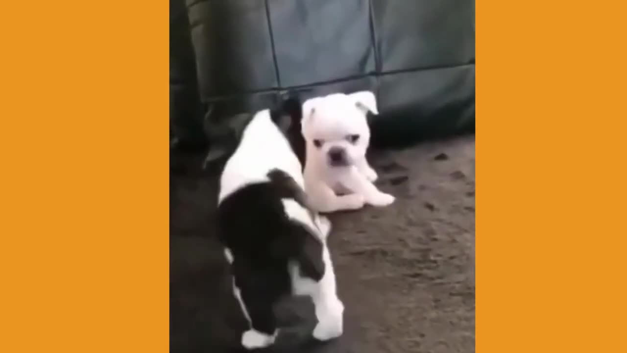 Cute Pets Doing Funny Things (Funny Animal Videos) _ Pet Videos That Make You Laugh in 2024 - Part 6