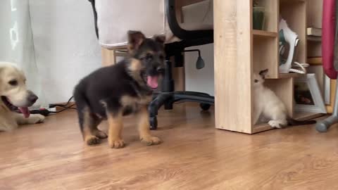 German Shepherd Puppy and Kitten Playing [TRY NOT TO LAUGH]