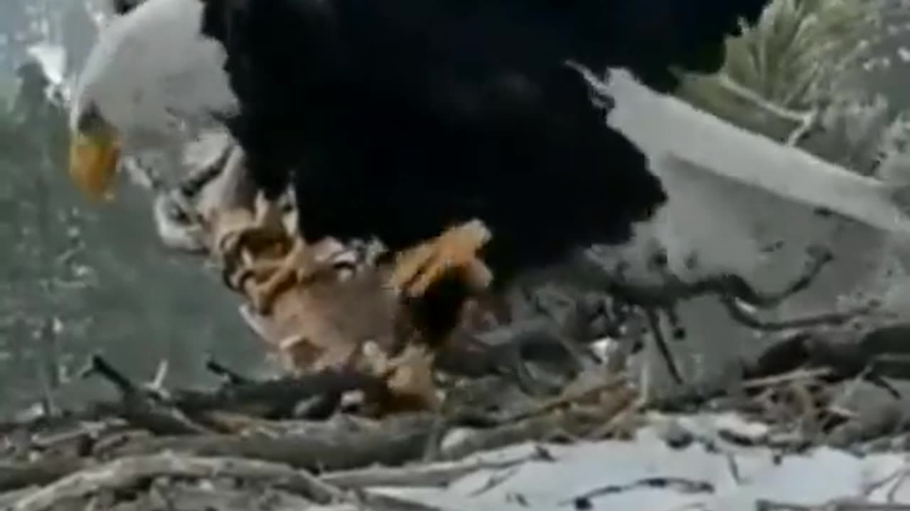 Bald Eagles Sharing Guard Duty Time