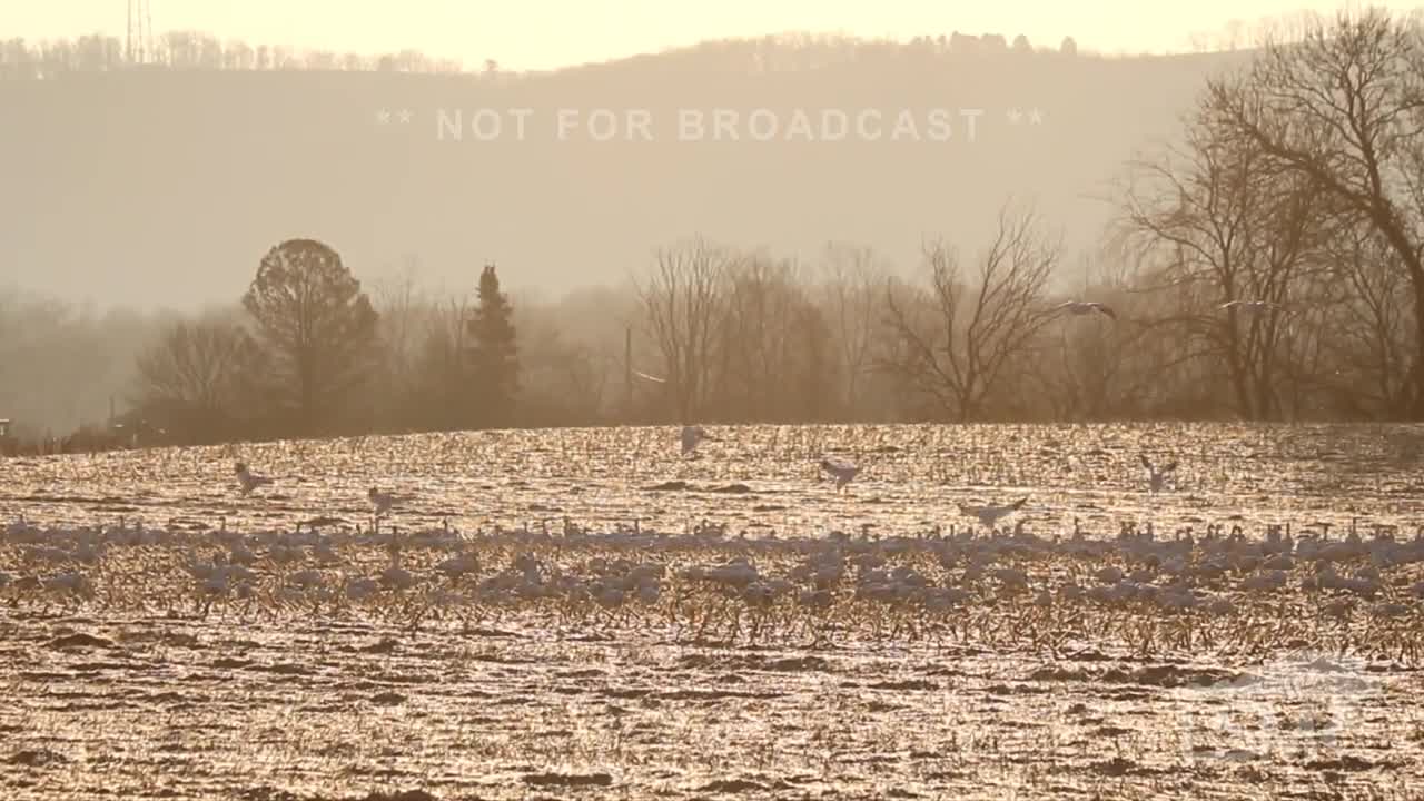 03-04-2022 Muncy, PA - Spring Migration of Canadian Snow Geese Lands In Pennsylvania