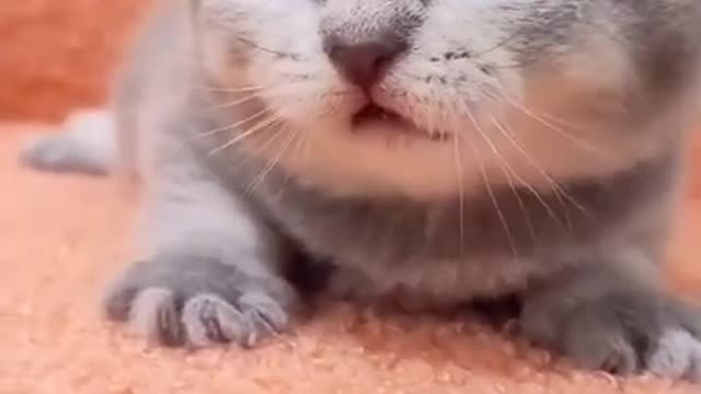 So cute kitten 😻😸 meowing sound ❤️