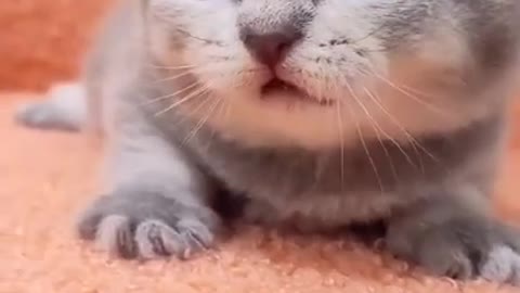 So cute kitten 😻😸 meowing sound ❤️