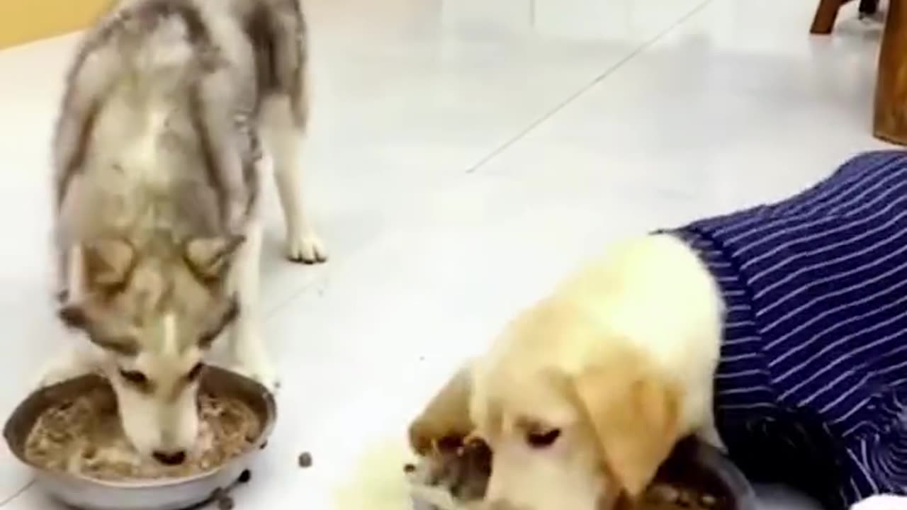 Dogs Carries Bowl Full Of Food To Eating On The Couch