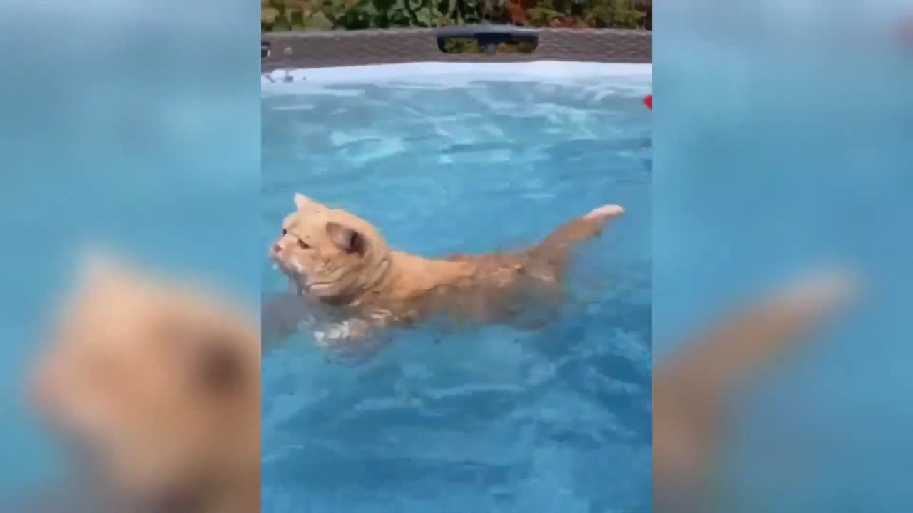 Funniest cats funny videos cats funny video